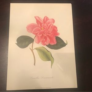 Botanical Print Camellia Drummundii- Pink Flower 12” x  9”    10 available